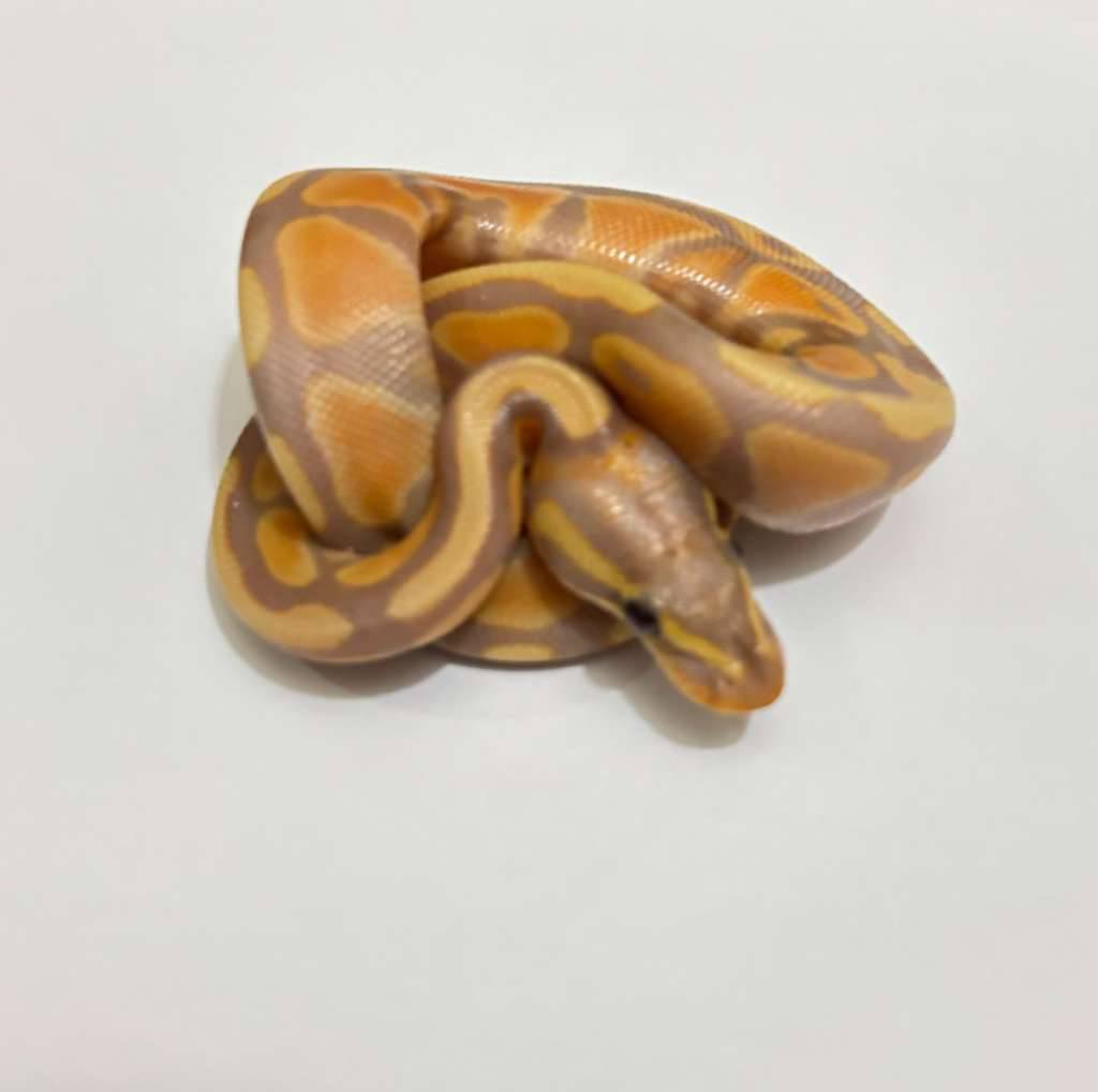 ballpython-banana-FINKAUQ5R3