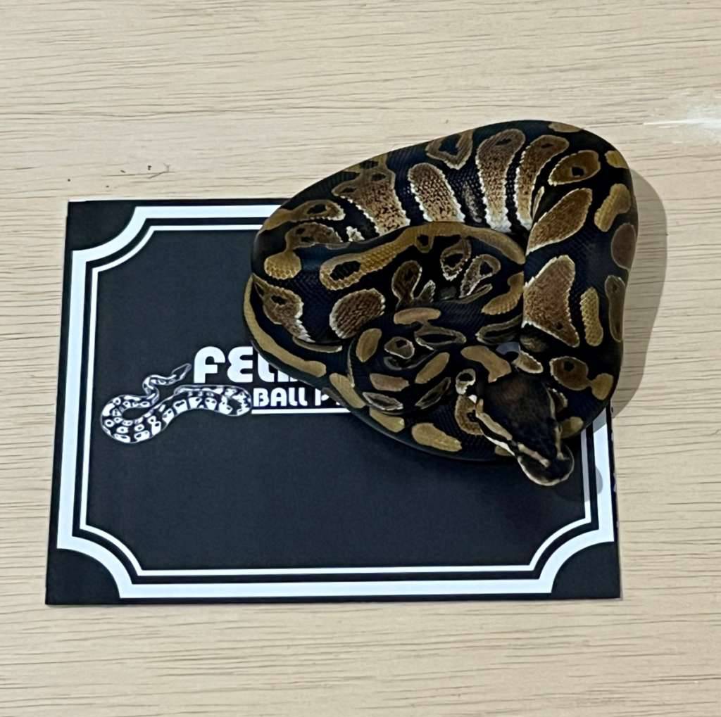 arroyo-ball-python-2024010401-5E8I5Y5NCQ