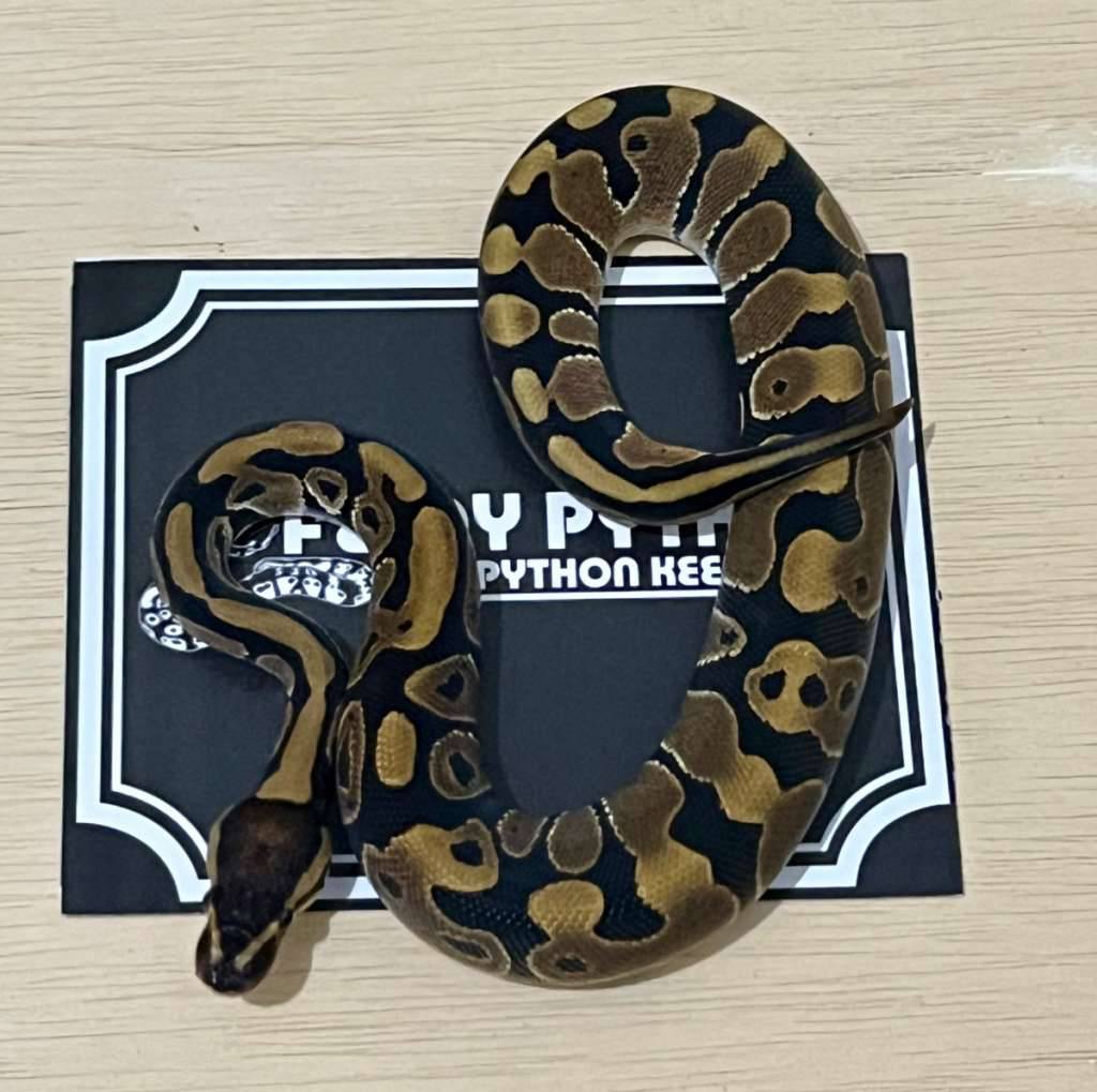 normal-ball-python-2024010601-PDSSIF8RQE