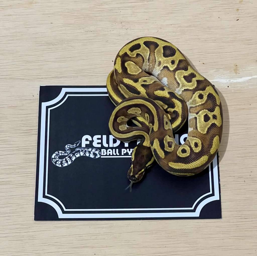 mochi-ball-python-2024020401-L0HJZH9JSB
