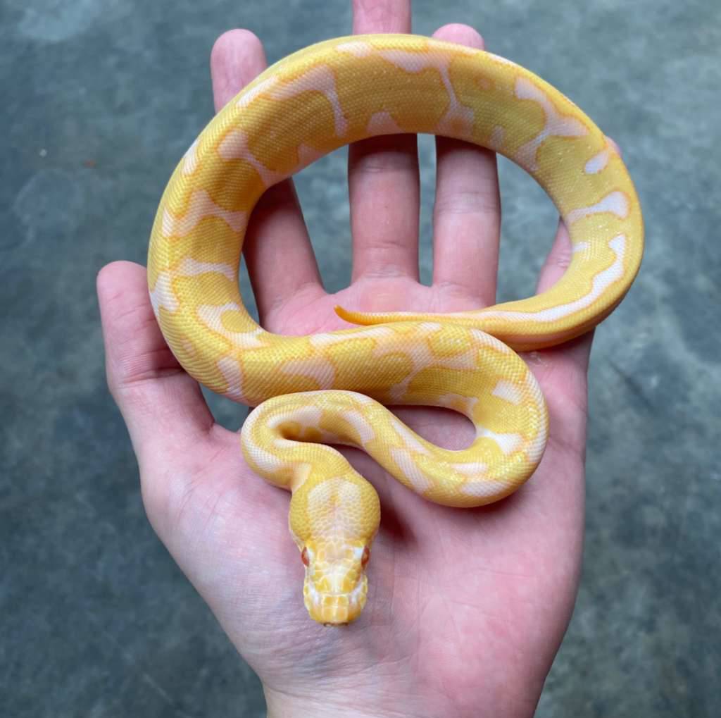 enchi-leopard-albino-766DGEXCJZ