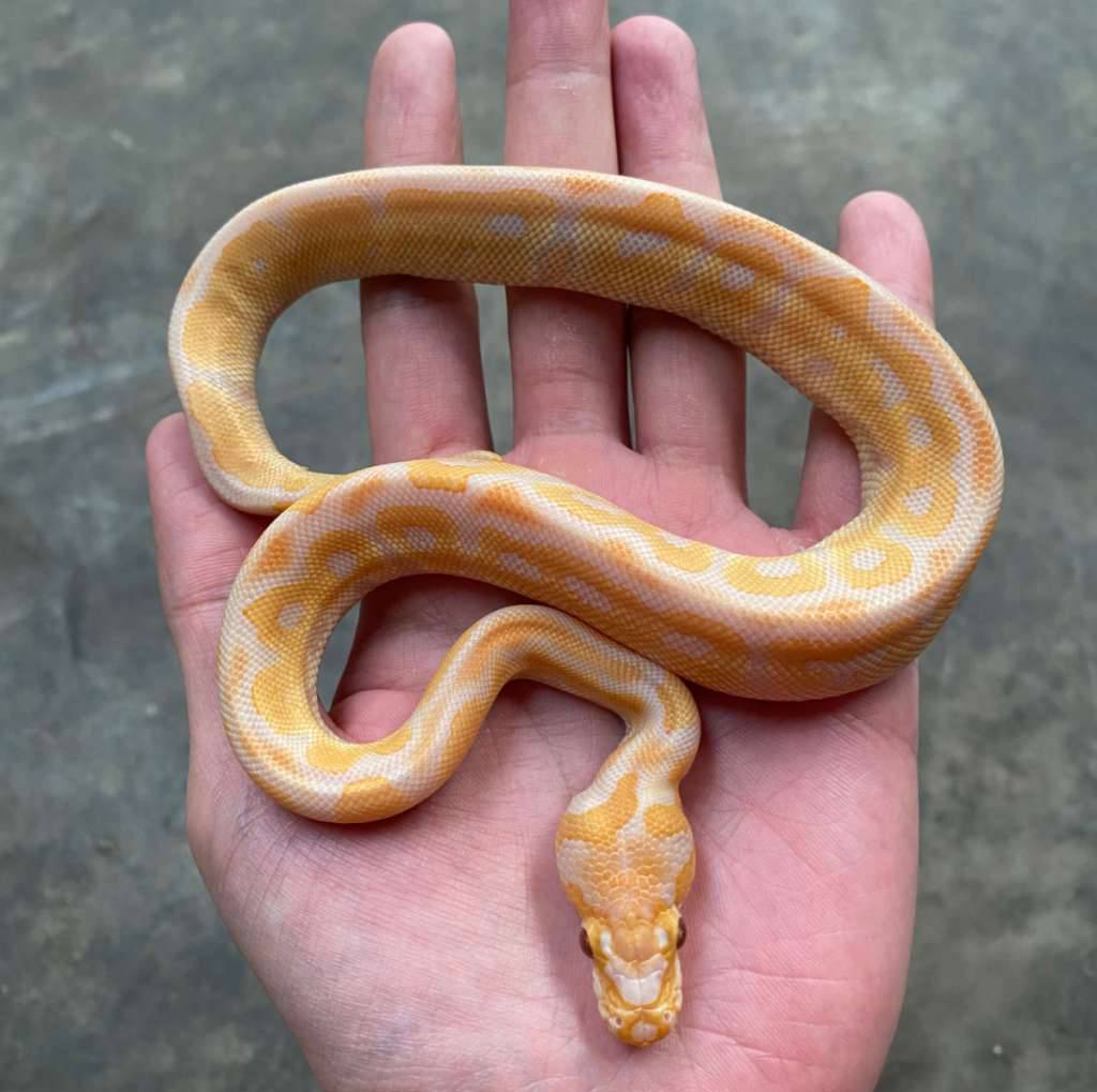 lavender-clown-HZPYSIGMF9