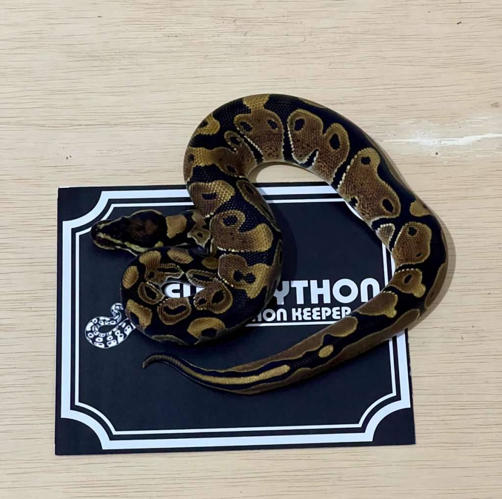 het-lavender-ball-python-2024030510-UWXTOQADYY