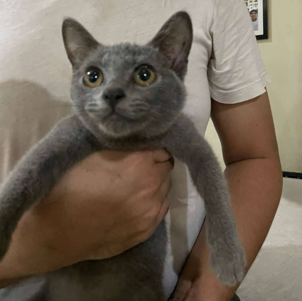 open-adopt-3-kitten-bsh-FOK5ACNENC