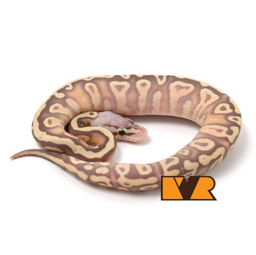 f-banana-pastel-cypress-yellow-belly-het-clown-50-poss-het-hypo-24c1201-PFLYVJVWSR