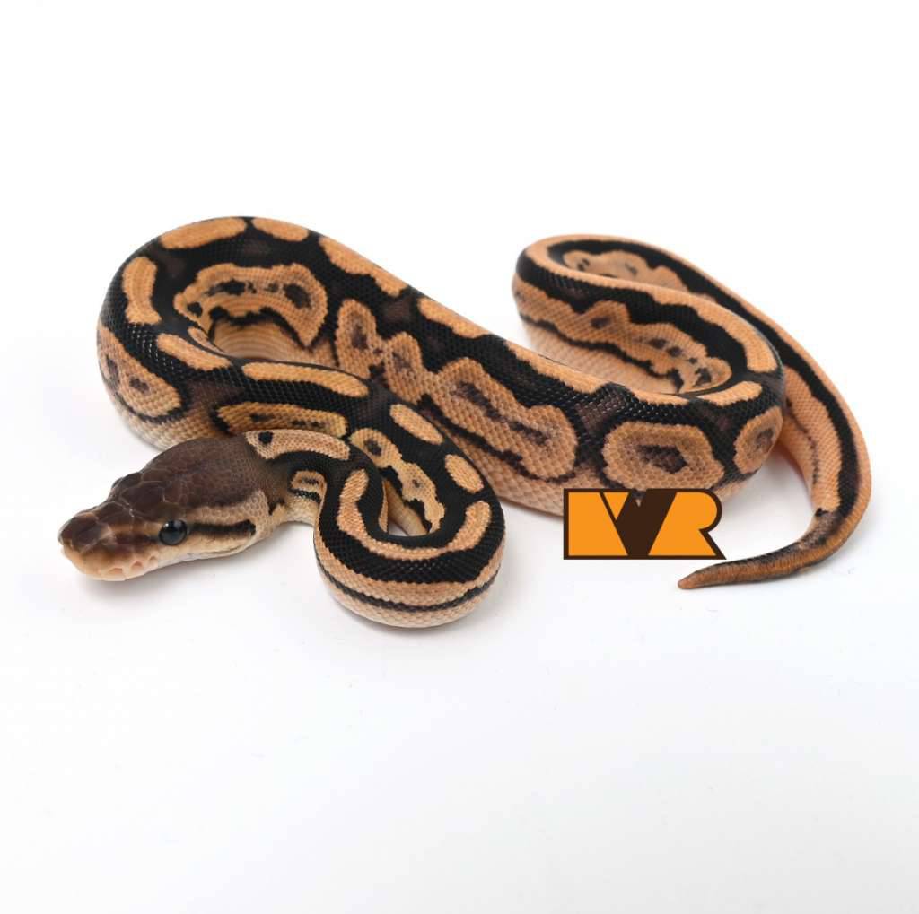 f-barnhart-black-pastel-orange-dream-yellow-belly-calico-het-clown-25c0101-Q9RO6E1TMW