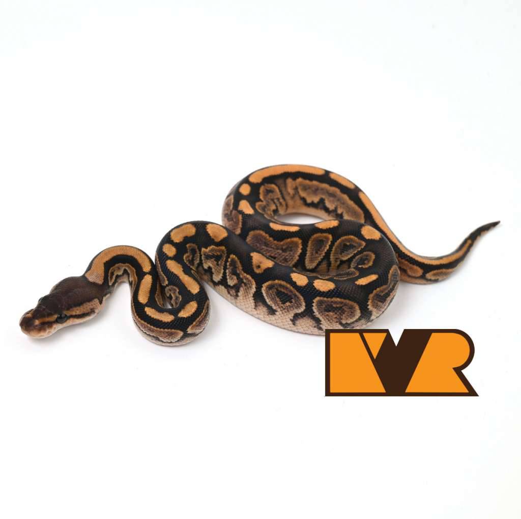 f-barnhart-black-pastel-yellow-belly-calico-het-clown-24c1304-JIA439IA0E