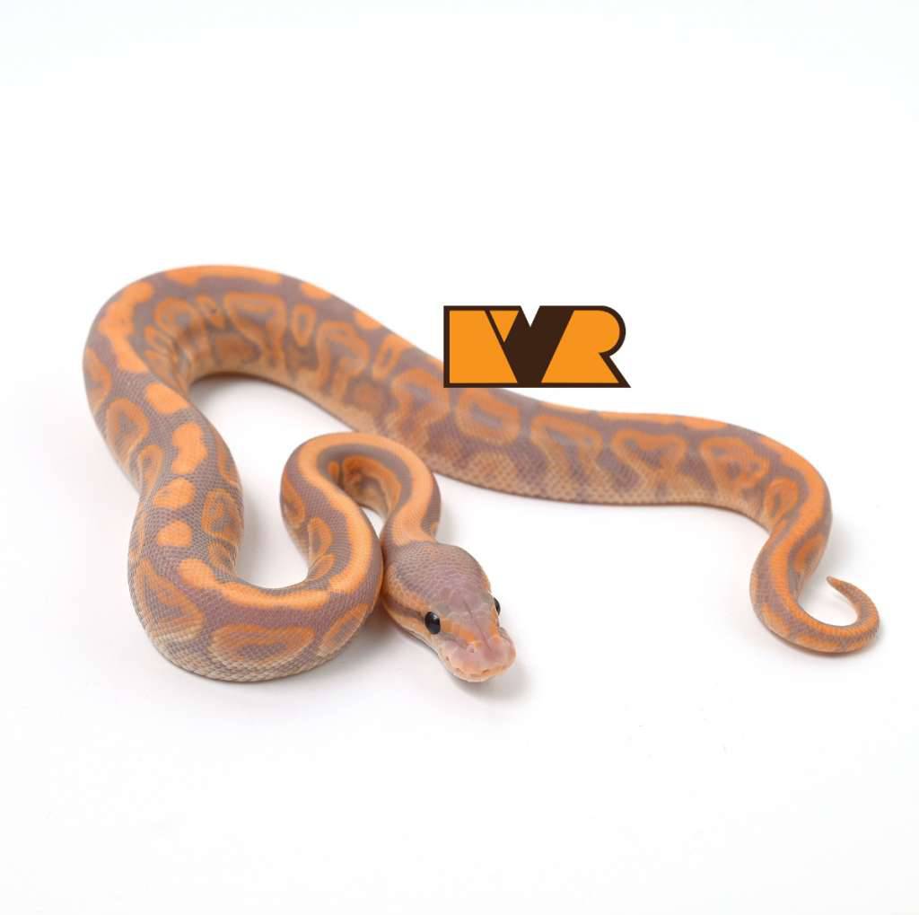 f-banana-barnhart-black-pastel-het-clown-pos-yellow-belly--pos-calico-24c1302-0TMDZ41ZME