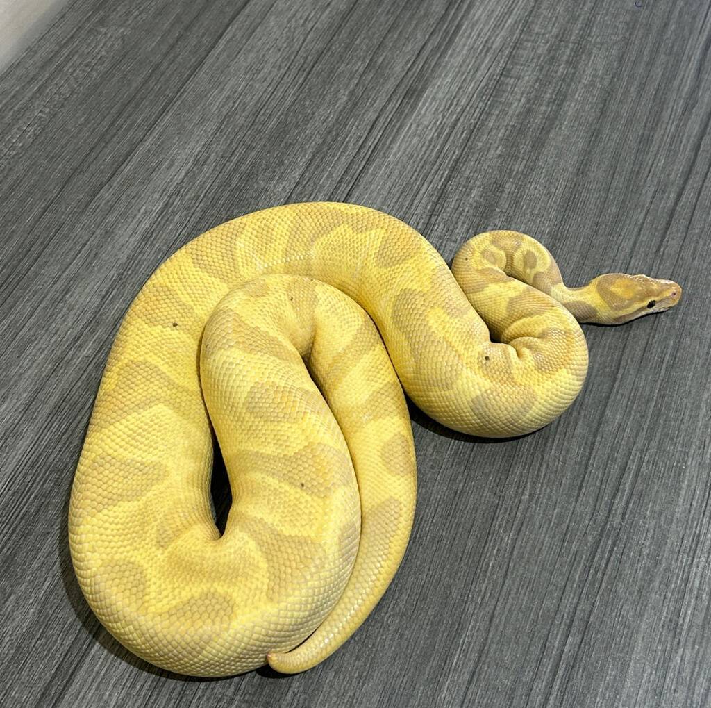 10-banana-enchi-leopard-RIQIYJSXS1