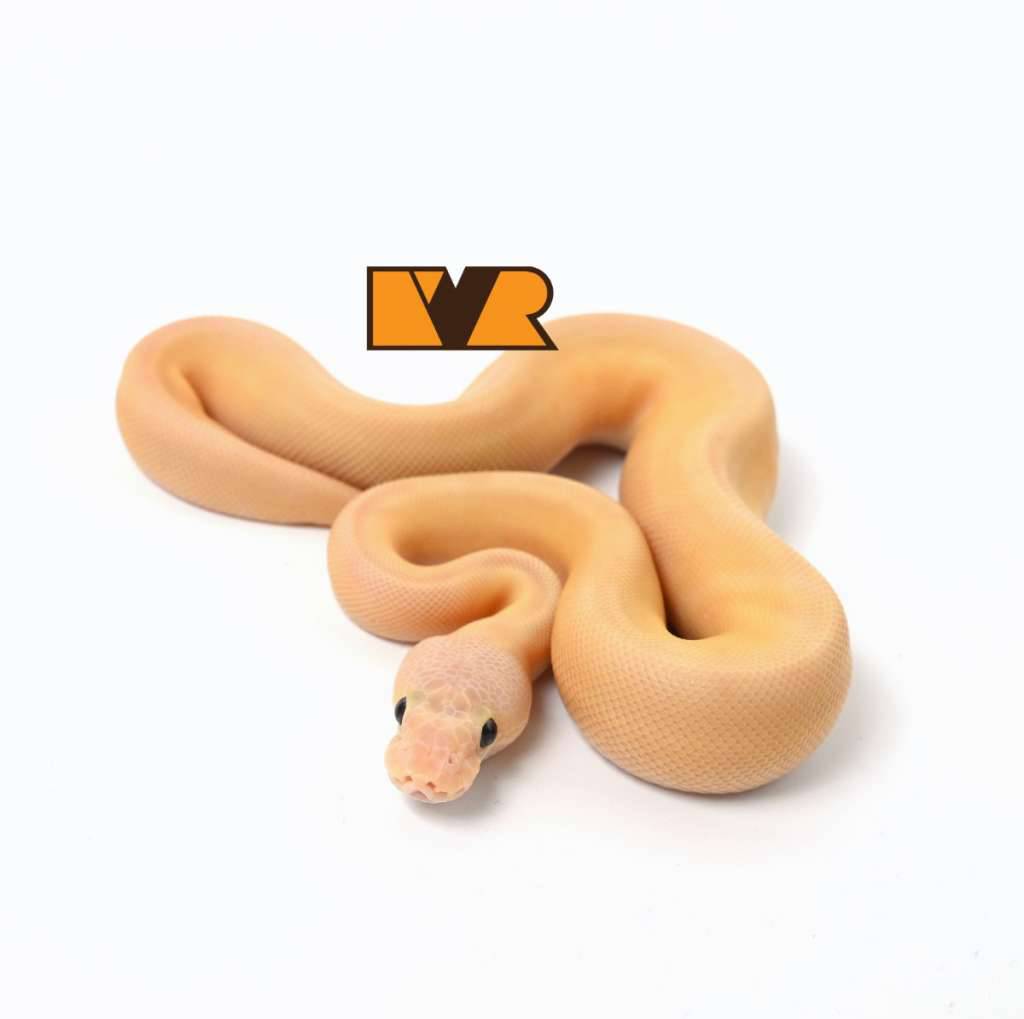 f-banana-lemonblast-clown-poss-enchi-24c1701-VP7JCEZV0M