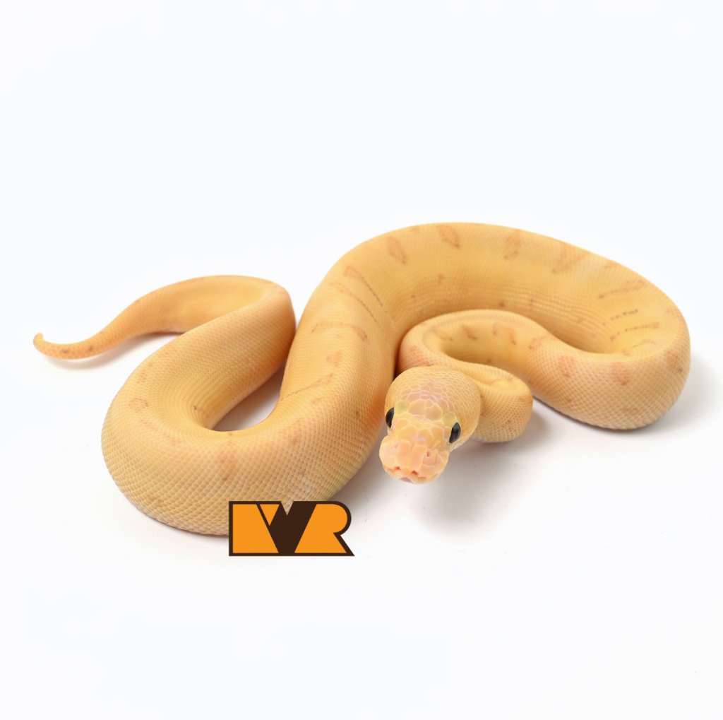 f-banana-enchi-pinstripe-clown-poss-pastel-3NRFCUOBF0