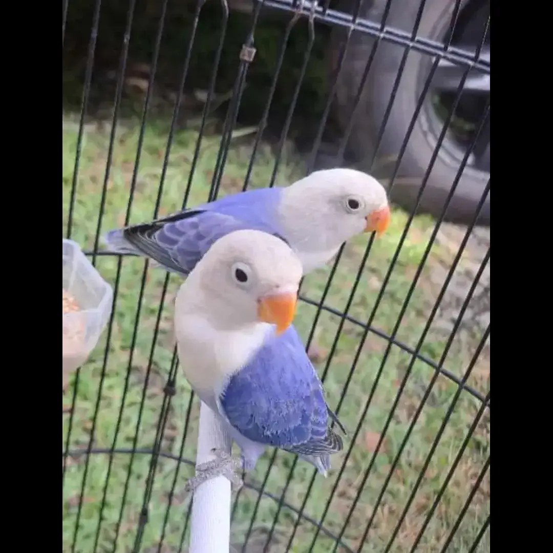lovebird-biola-violet-EAB9AYK4DA