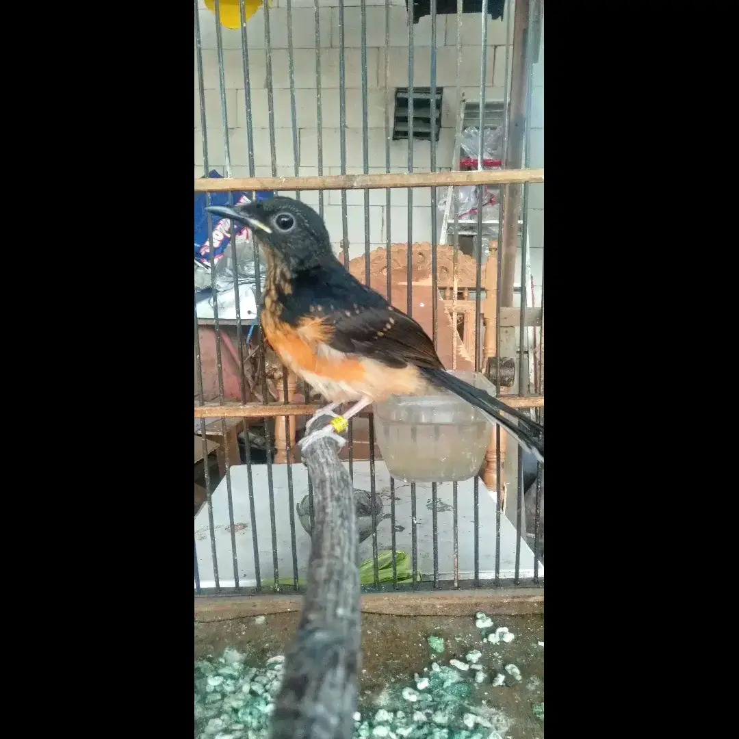 murai-batu-medan-YVOYNUY2XJ