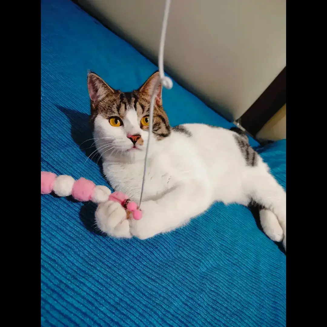 bsh-tabby-white-scottish-straight--jantan-KMATKH43P2