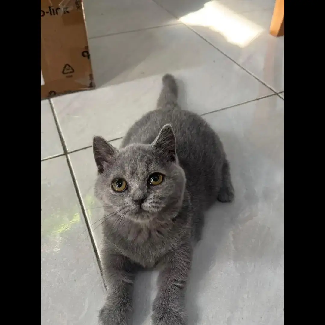 kitten-bsh-munchkin-jantan-3YR85QHXC0
