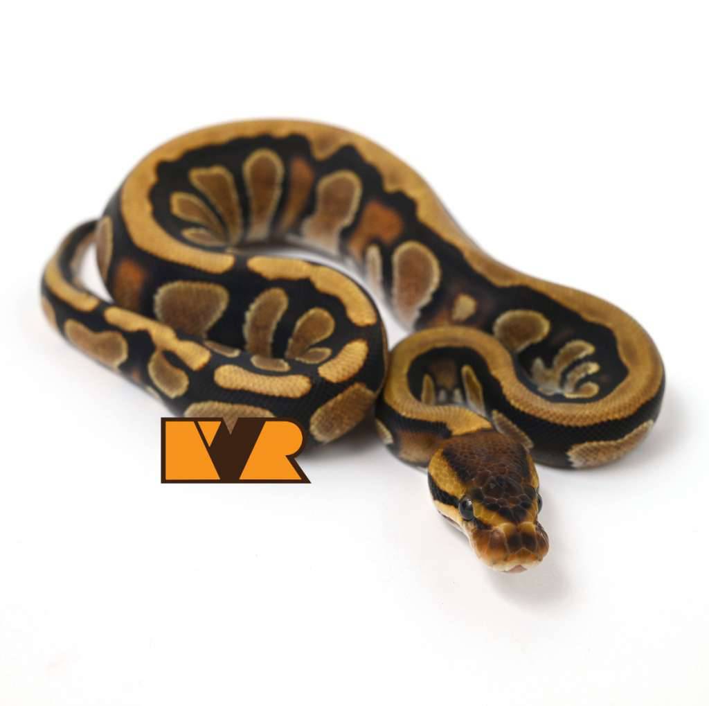 f-cypress-enchi-yellow-belly-het-clown-50-het-hypo-24c1603-AVY1682PV0