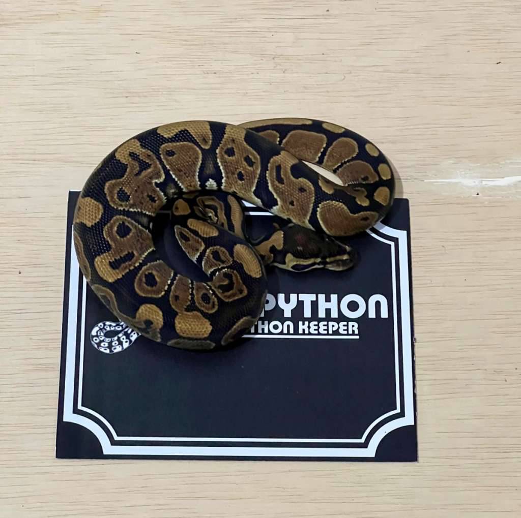 het-lavender-ball-python-2024030601-WHQBRQI0V9
