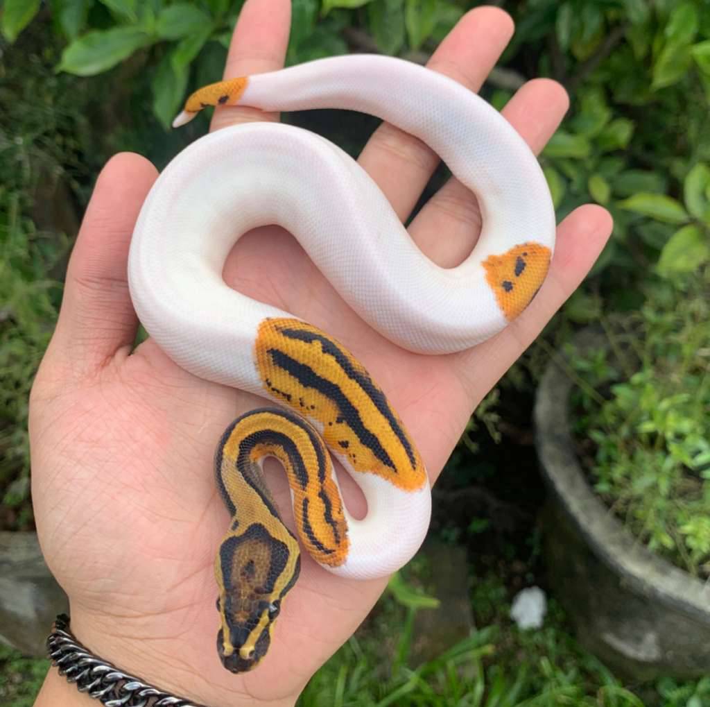 orange-dream-pied-ph-clown-emoji-face-7D6C7O4MUE