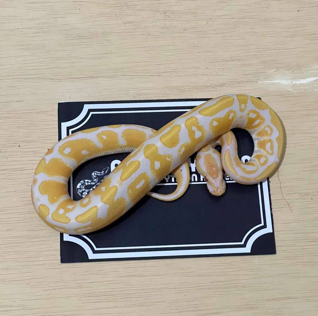 lavender-ball-python-2024030710-5QDHESSEQI
