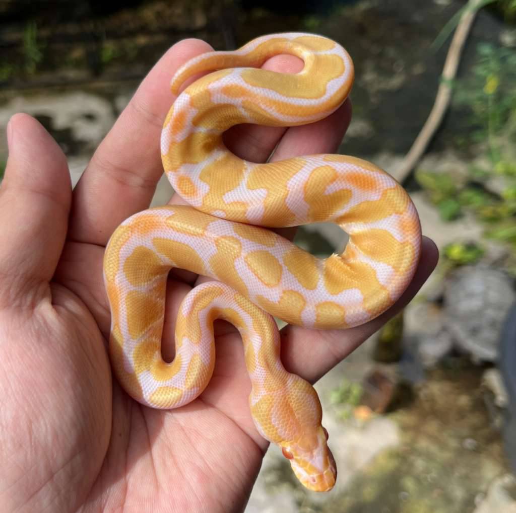 bp-orange-dream-albino-ph-pied-PVBC7CT1Y2
