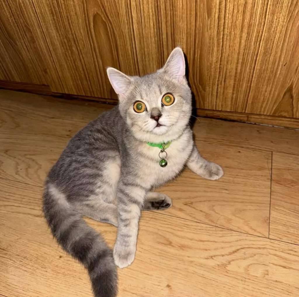 kucing-british-shorthair-silver-kitten-jantan-PVUGL45C4J