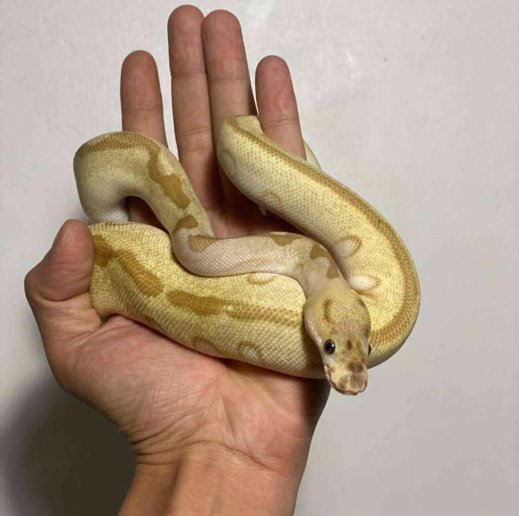 01-clown-super-enchi-lesser-spotnose-G7Z5EIKPGV