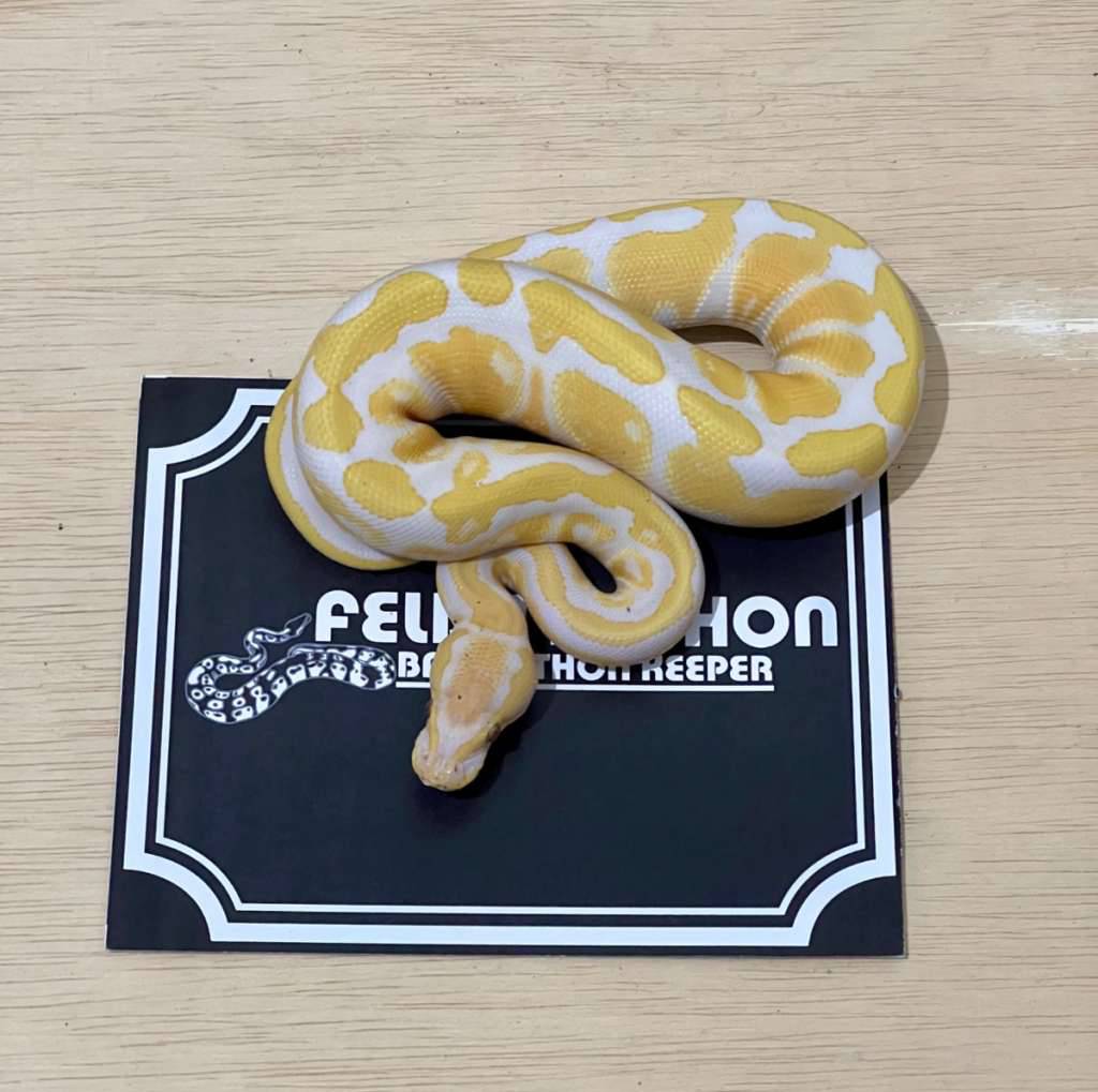 lavender-ball-python-2024031001-7T806MK9HP