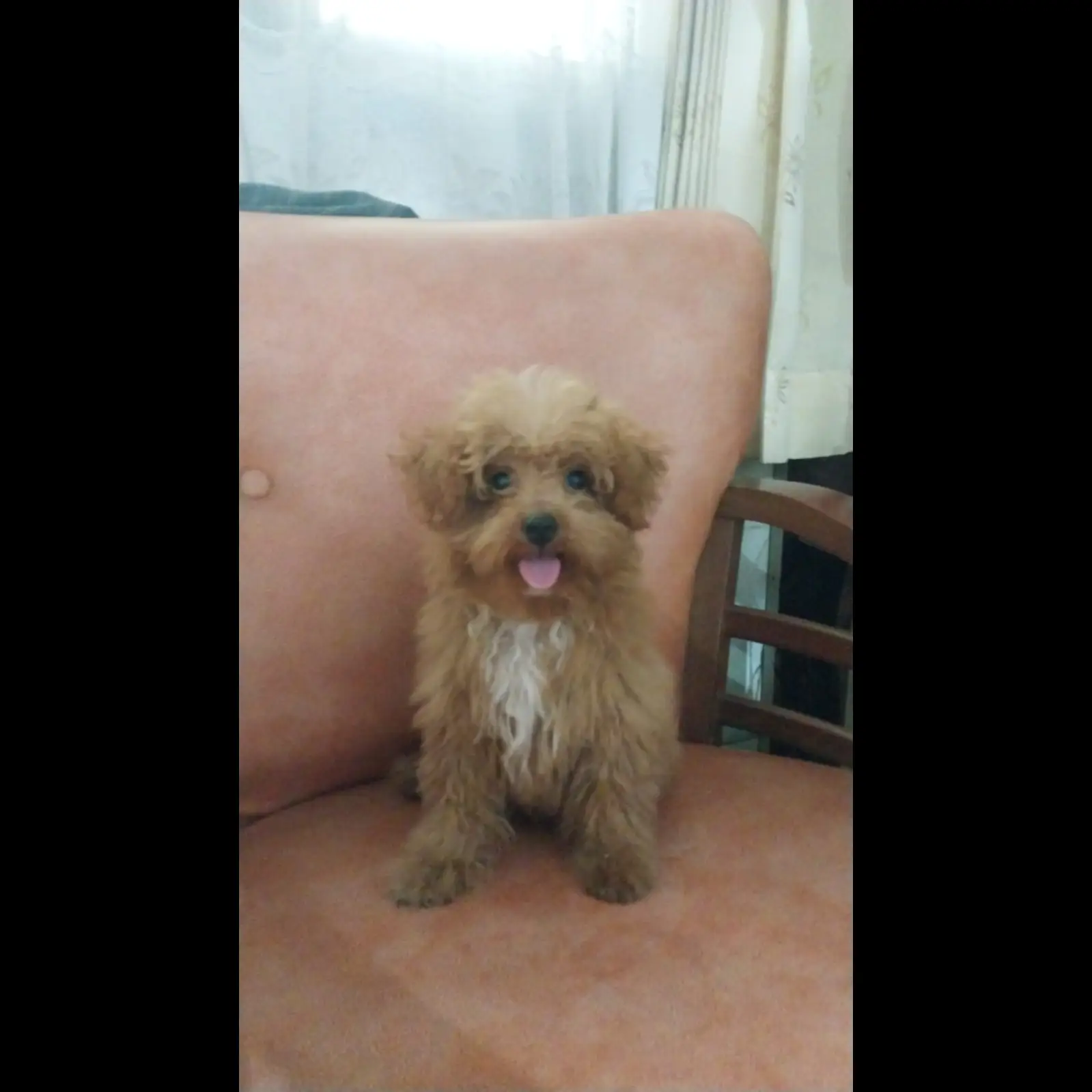 poodle-umur-5-bulan-ZZ61NJ5KDP