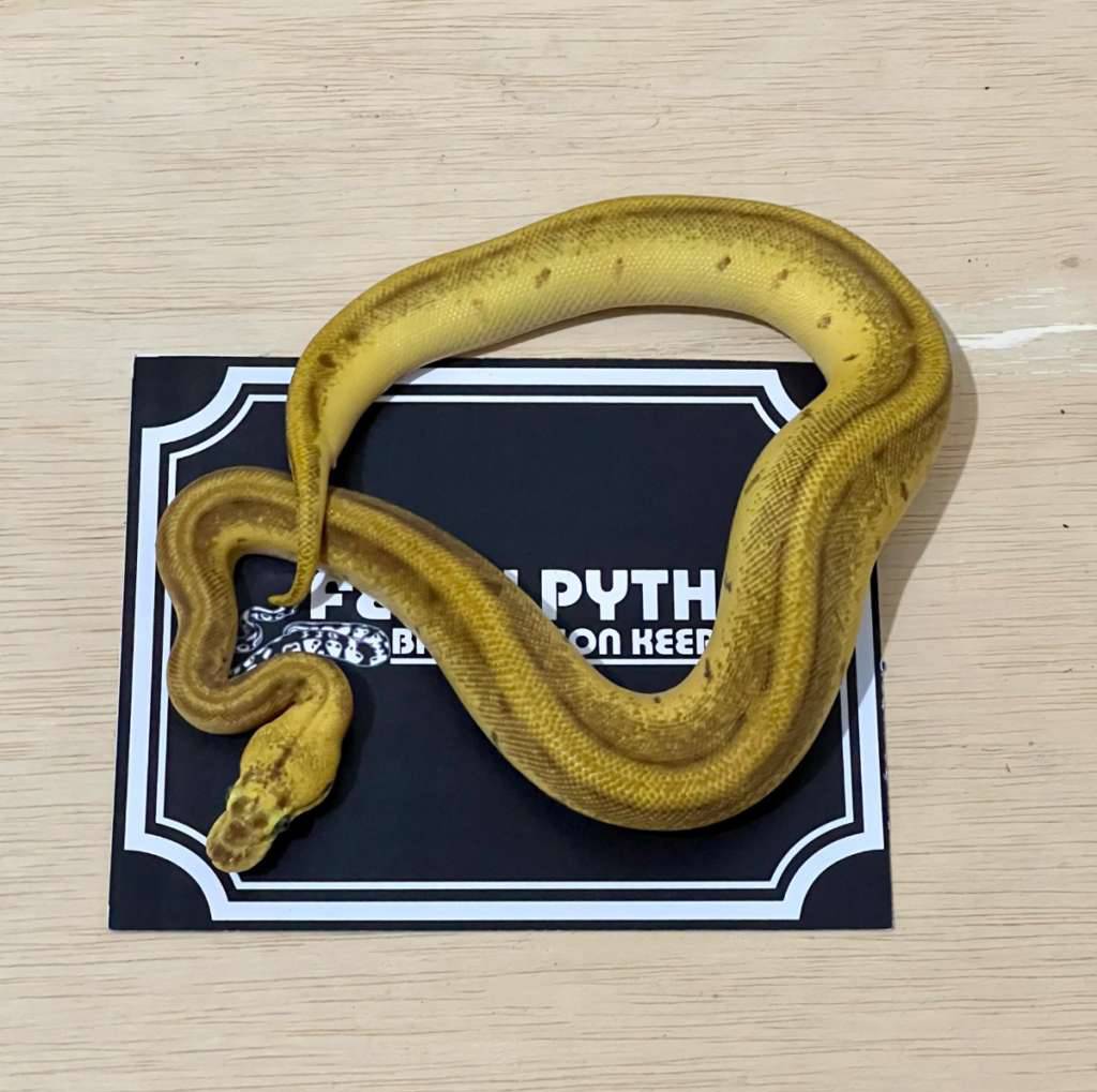 super-enchi-lemonblast-ball-python-2024040401-HSV0QBG144