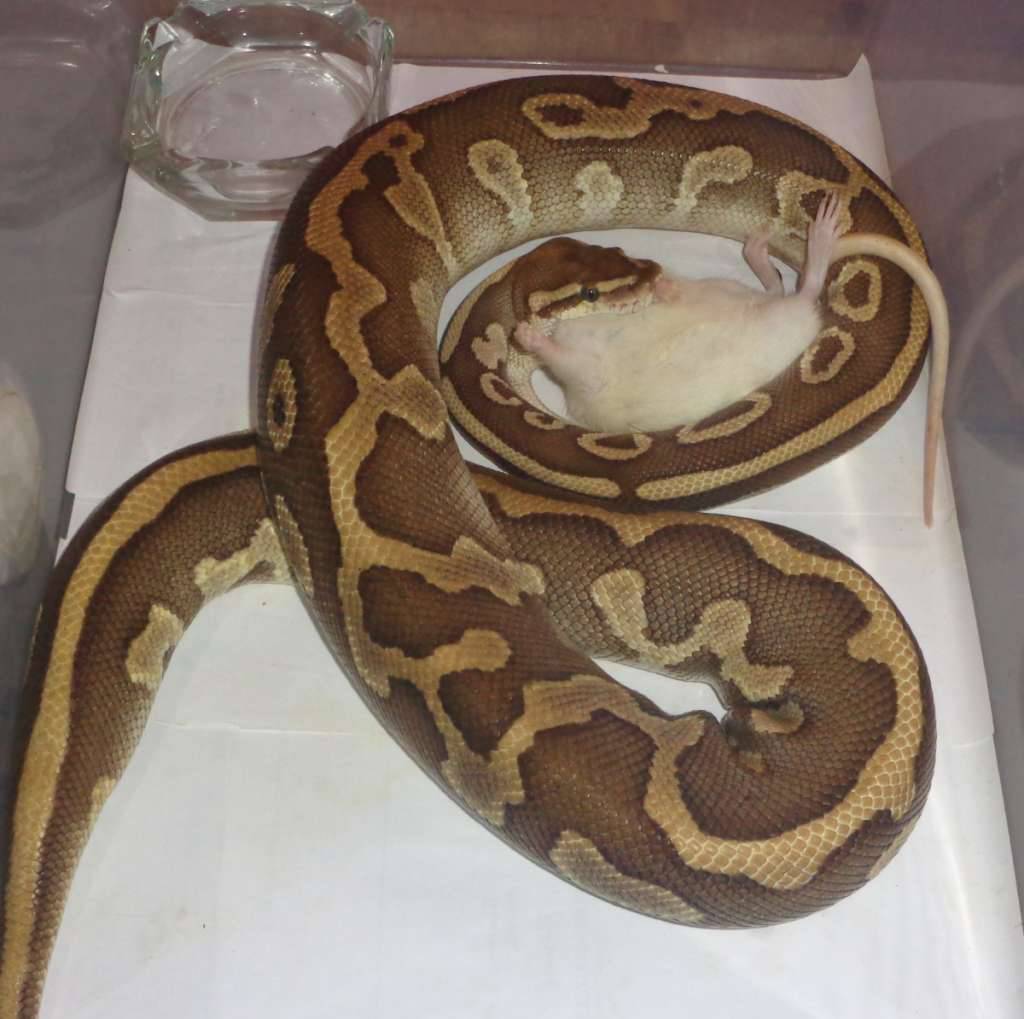 lesser-leopard-het-clown-KPJQVZVNHR