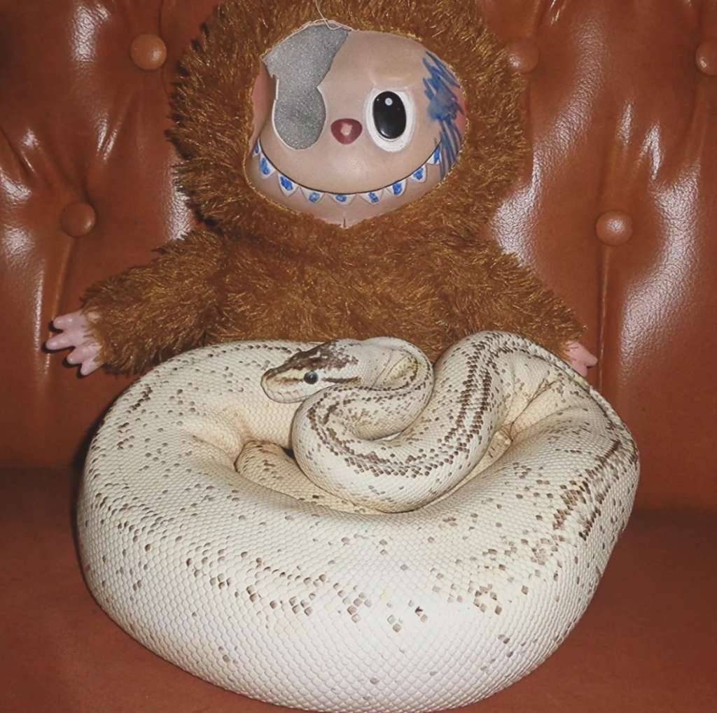 super-pastel-cinnamon-yellow-belly-specter-Y9IJYXM51O