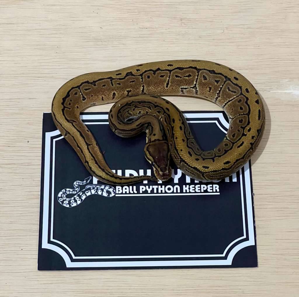 pinstripe-ball-python-2024040210-GVSLMYBWQM