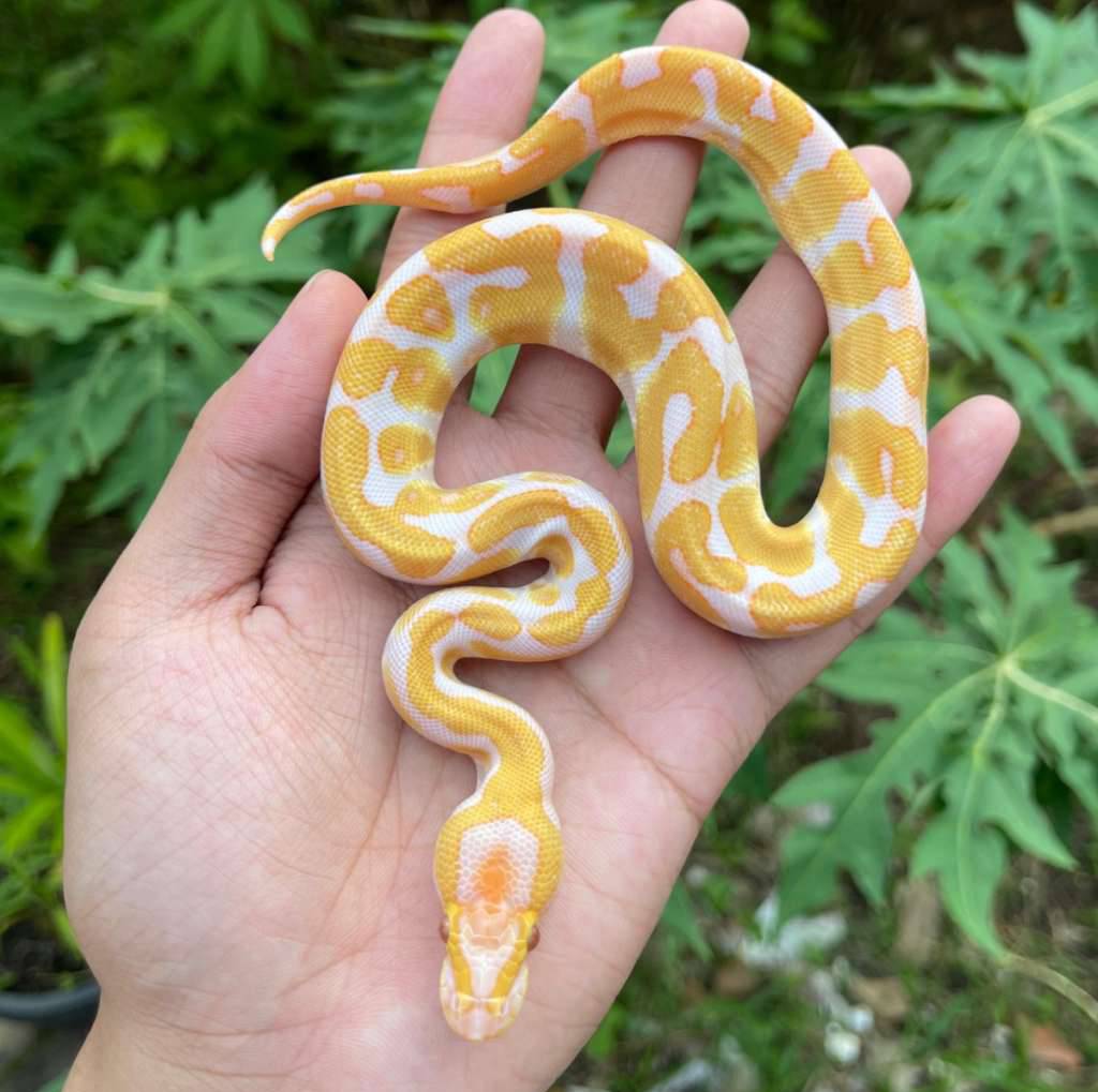 enchi-lavender-pos-leopard-het-clown-100-Q5CYR4BTAC