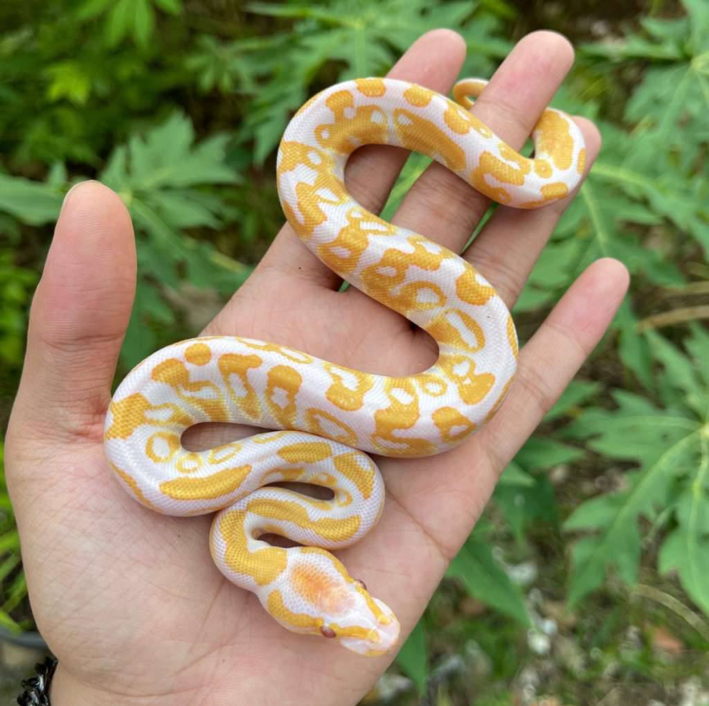 lavender-pos-leopard-het-clown-100-8G1FKIFEOG
