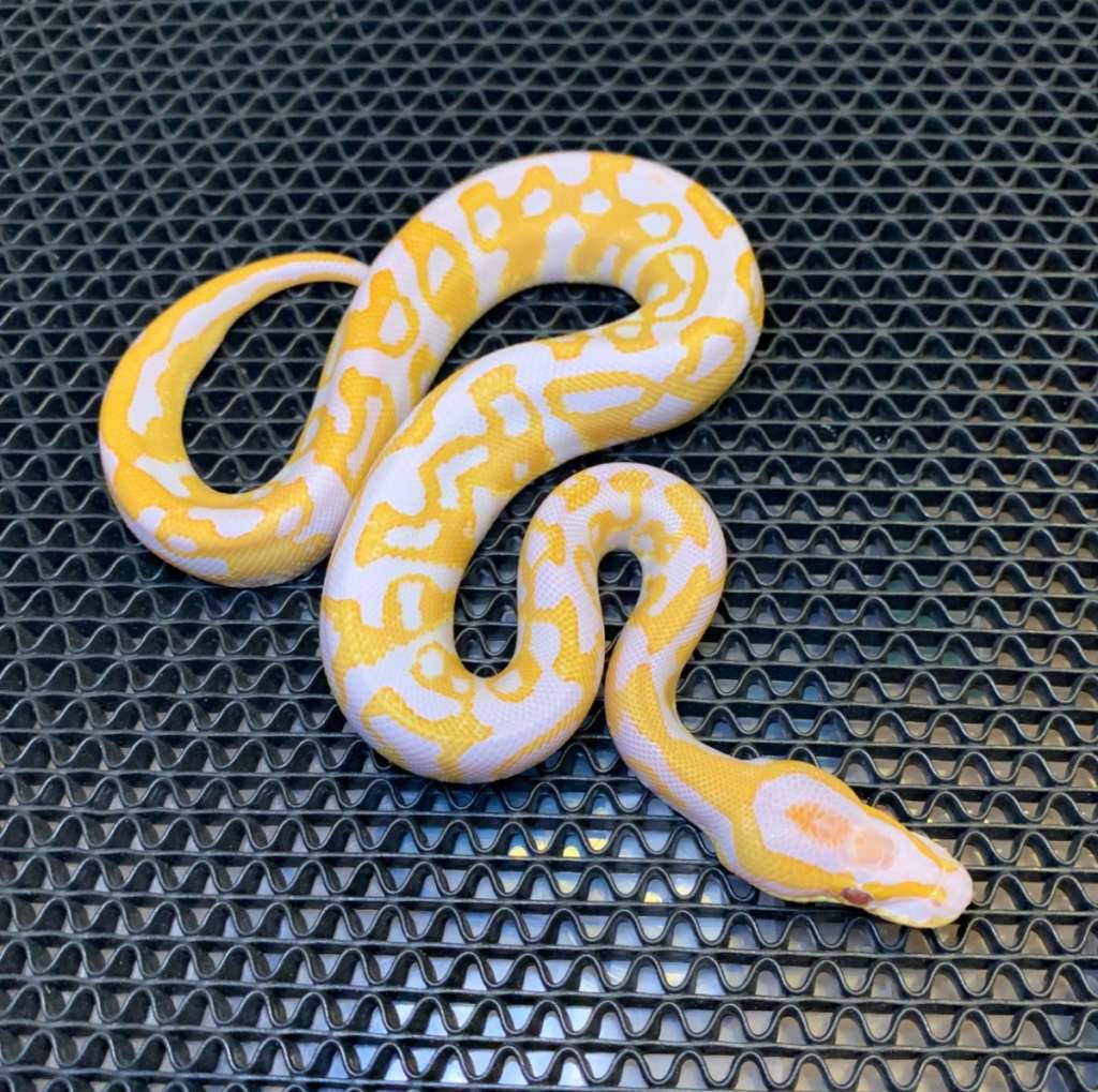 leopard-lavender-pos-blackpastel-het-clown-100-9YVWQV1J25