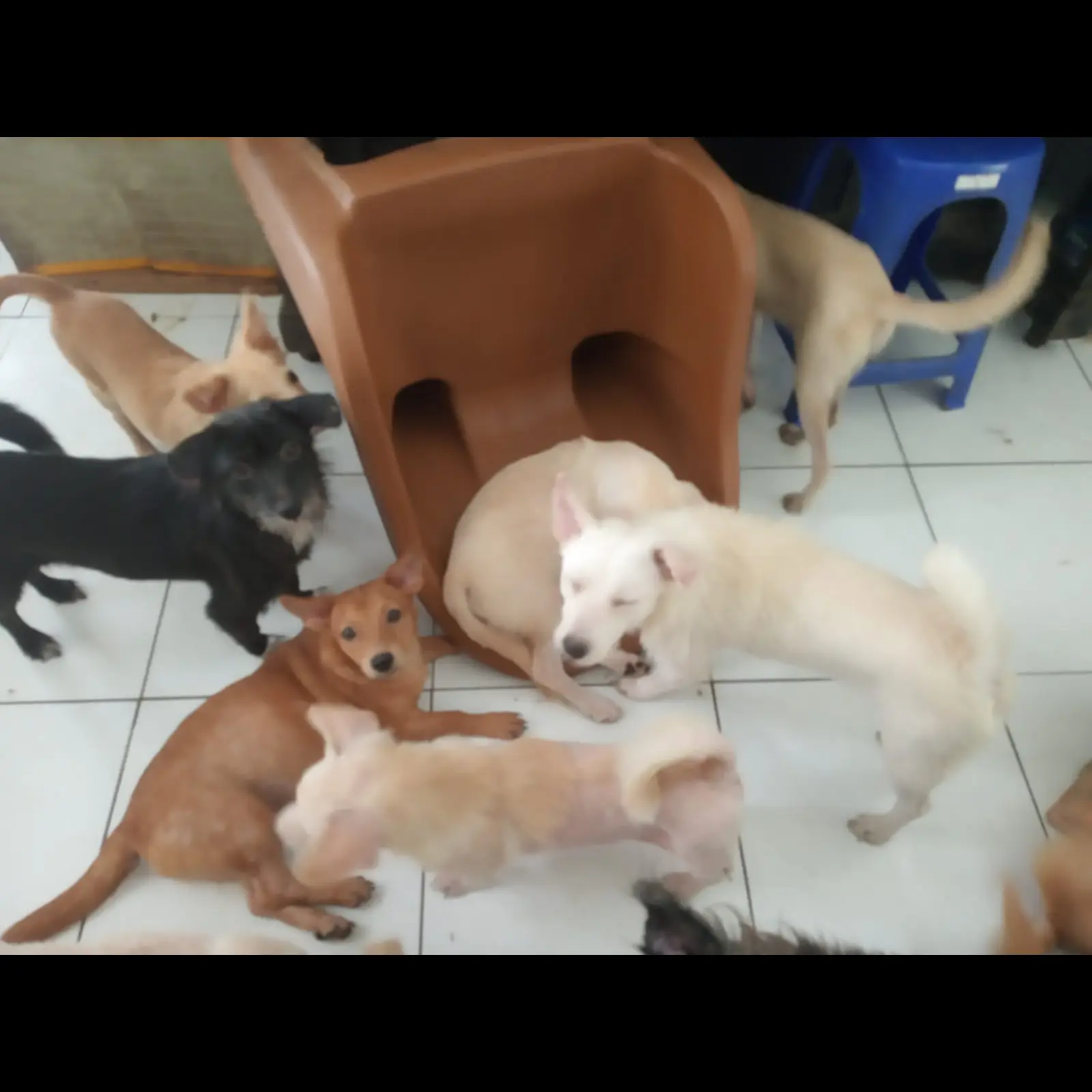 dijual-labrador-mix-kintamani-FJT6B6YWSI