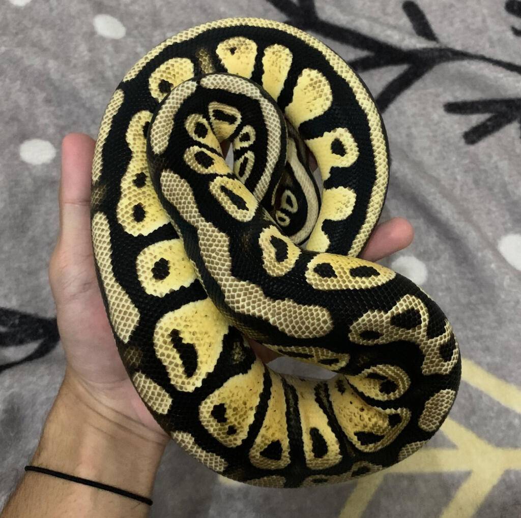 bp-pastel-fire-ybspecter-7R8ZXRB08T