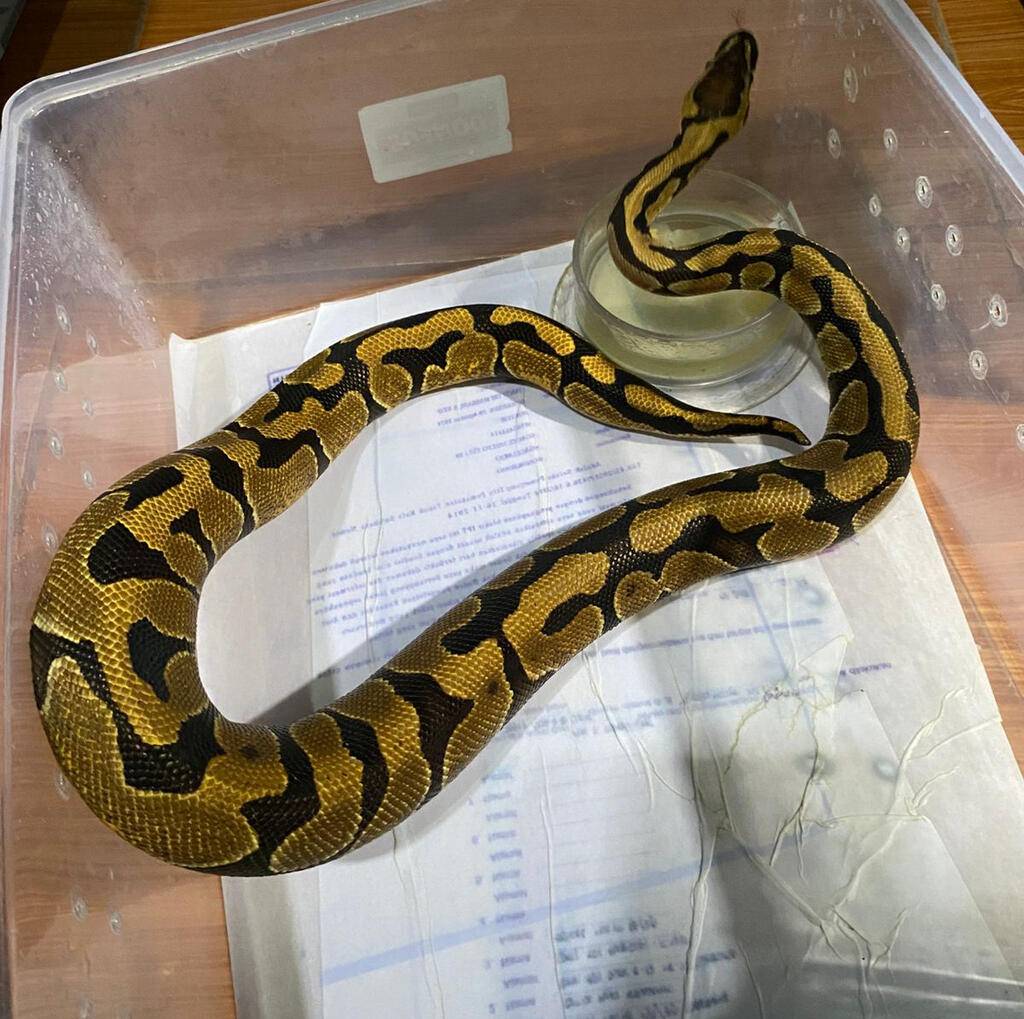female-enchi-het-clown-KCP722VX5V