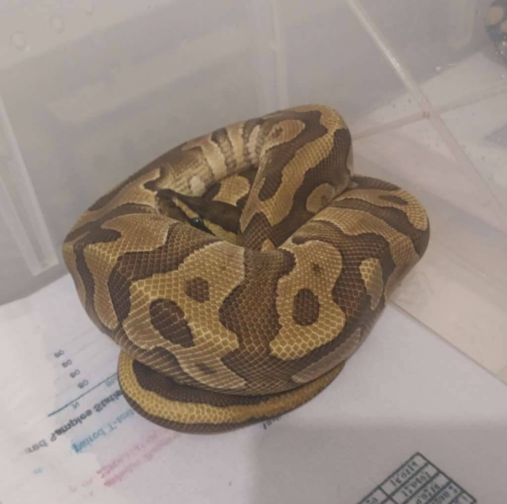 leopard-enchi-ph-lavender-clown-CEWMLL6Y6B