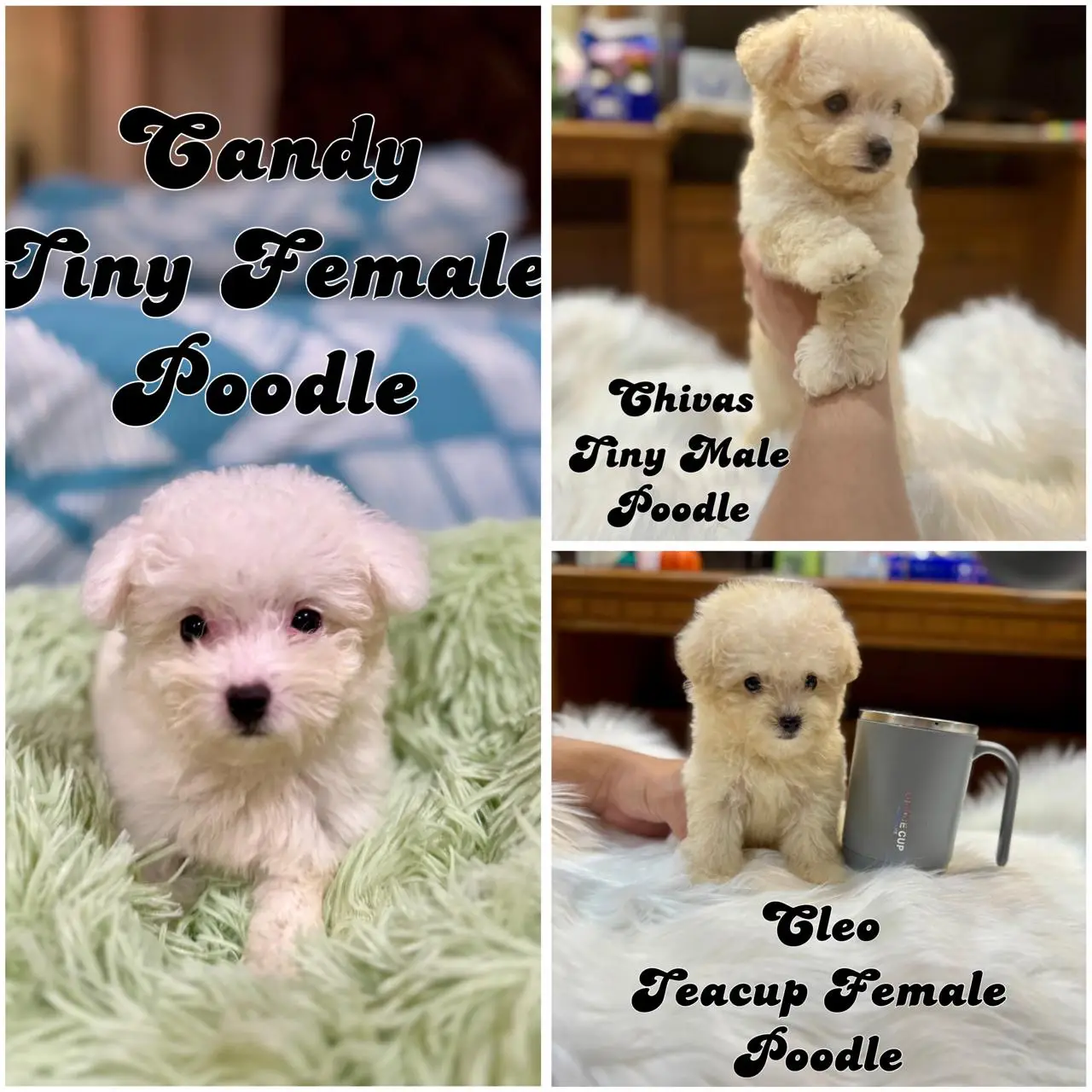 di-jual-3-ekor-puppies-poodle-teacup-kualitas-istimewa-4W1MCQOHQC
