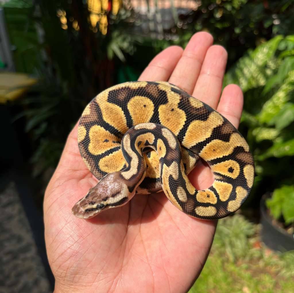 female-pastel-double-het-desert-ghost-clown-S5UIZM3SNJ