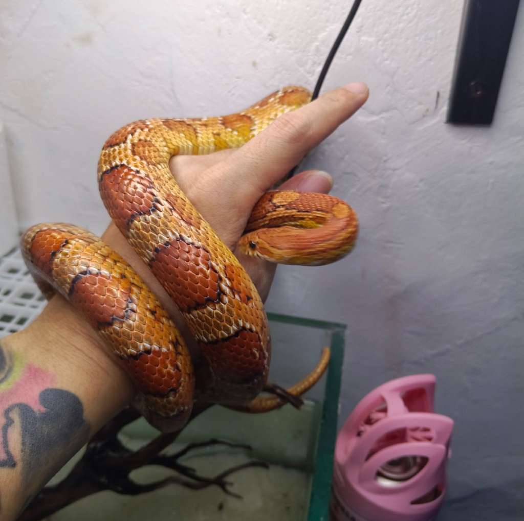 cs-male-dewasa--normal-120cm-kualitas-bgus-TNTVWWRG0J