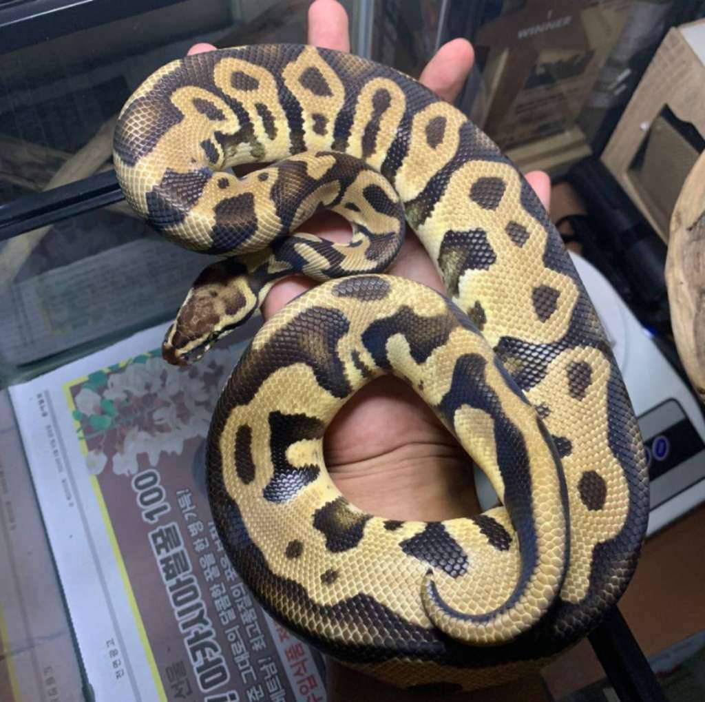 ball-python-leopard-pastel-dh-clown-het-dg-1KU8UBMZU8