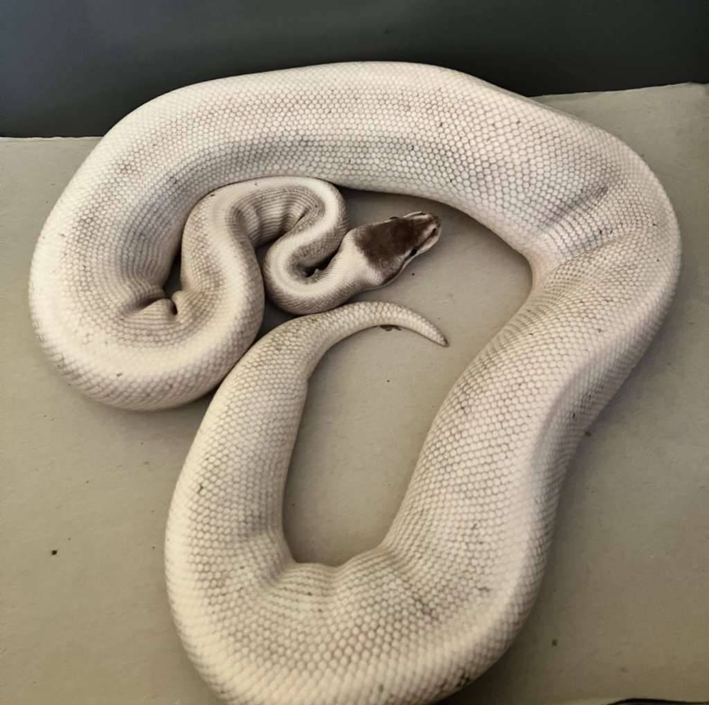female-ghi-mojave-phantom-poss-het-pied-CB322V9ELA
