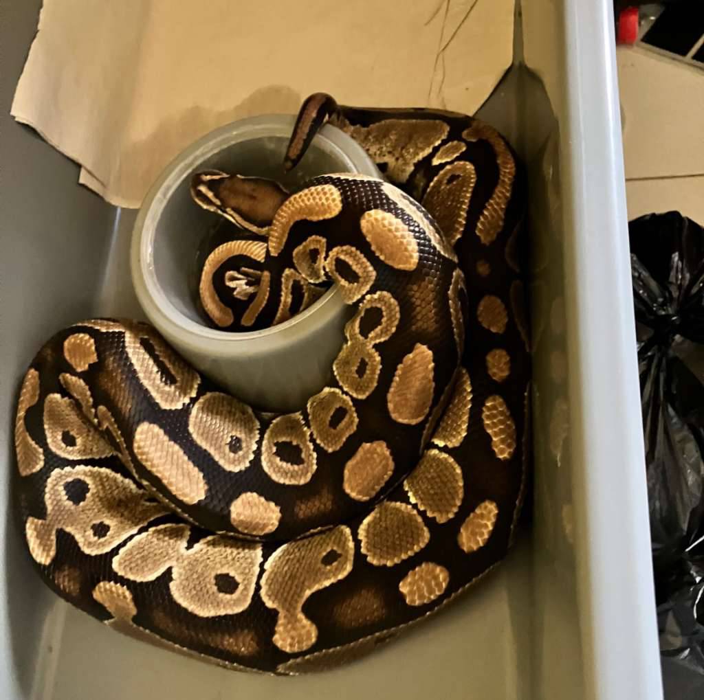 proven-female-normal-ball-python-EVKLDLIRC0