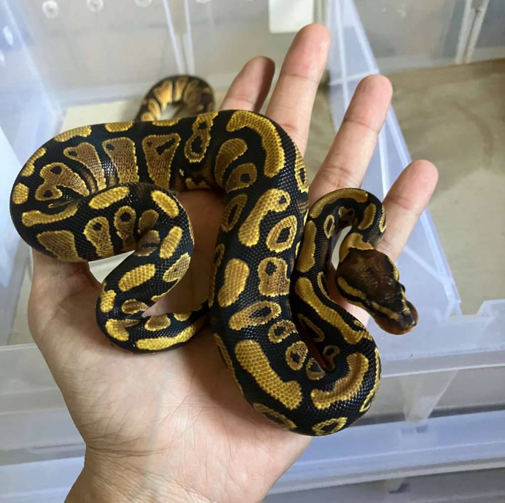 female-yellow-belly-het-clown-5BIQU5QVKV