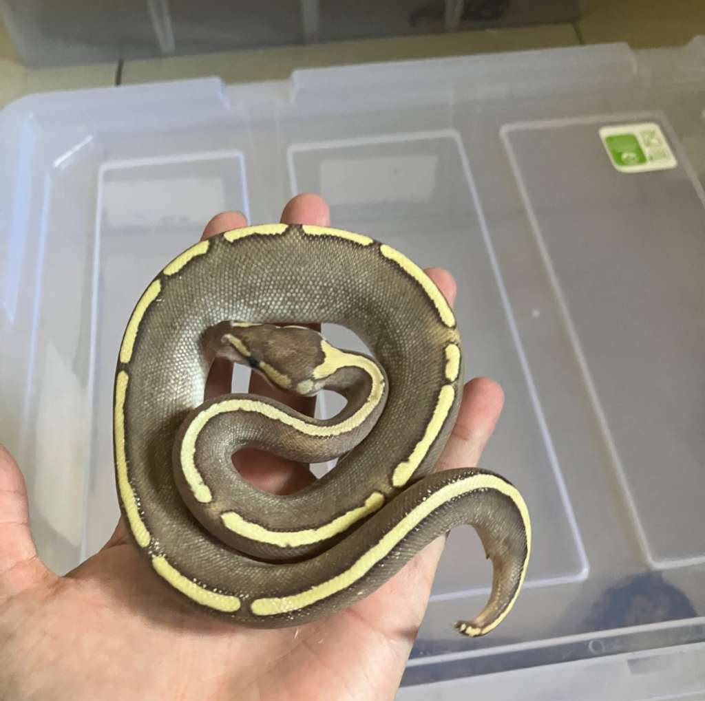 5-gen-ghi-mojave-redstripe-fire-yb-13HOU4XPZK