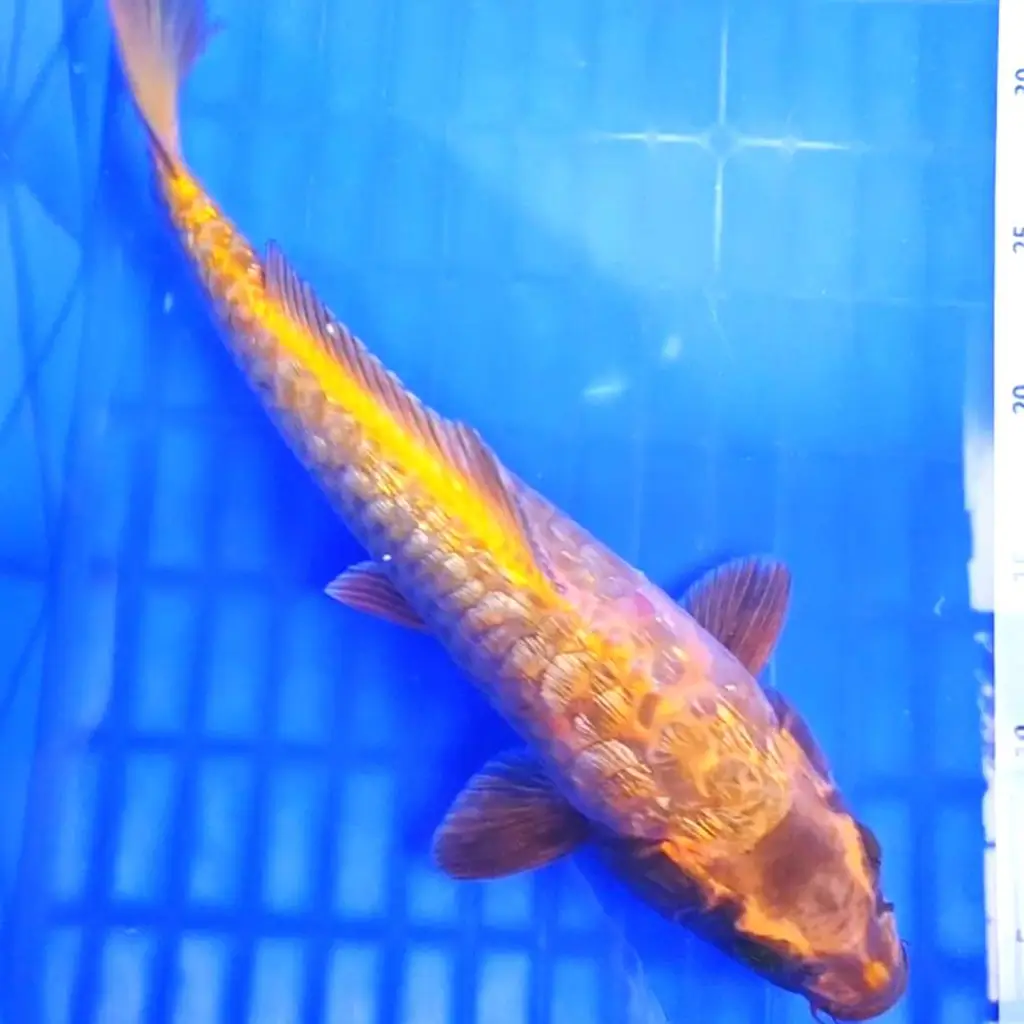 ready-ikan-koi-gold-mukashi-aragoke-ginrin-SLI6Q4E2TD