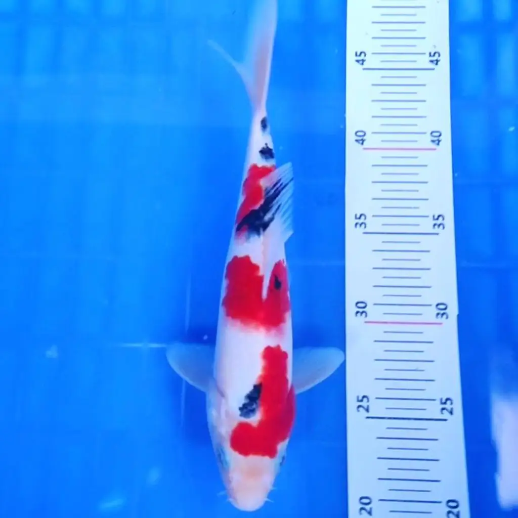ready-ikan-koi-sanke-bagus-L91W5OS08B