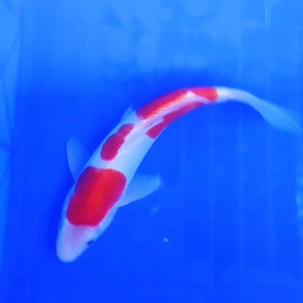 ready-ikan-koi-kohaku-doitsu-4V6LG44WT7